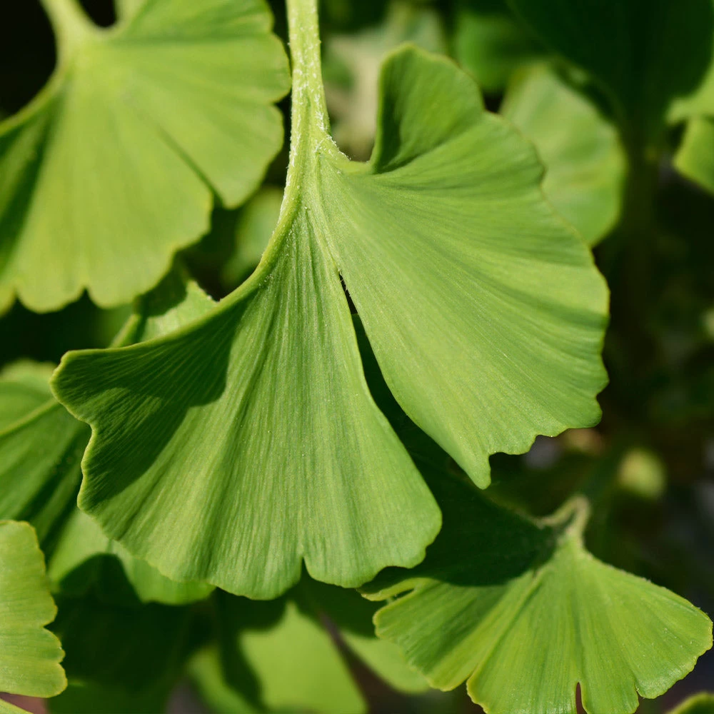 Ginkgo Biloba 'Mariken' Tree - Image 6