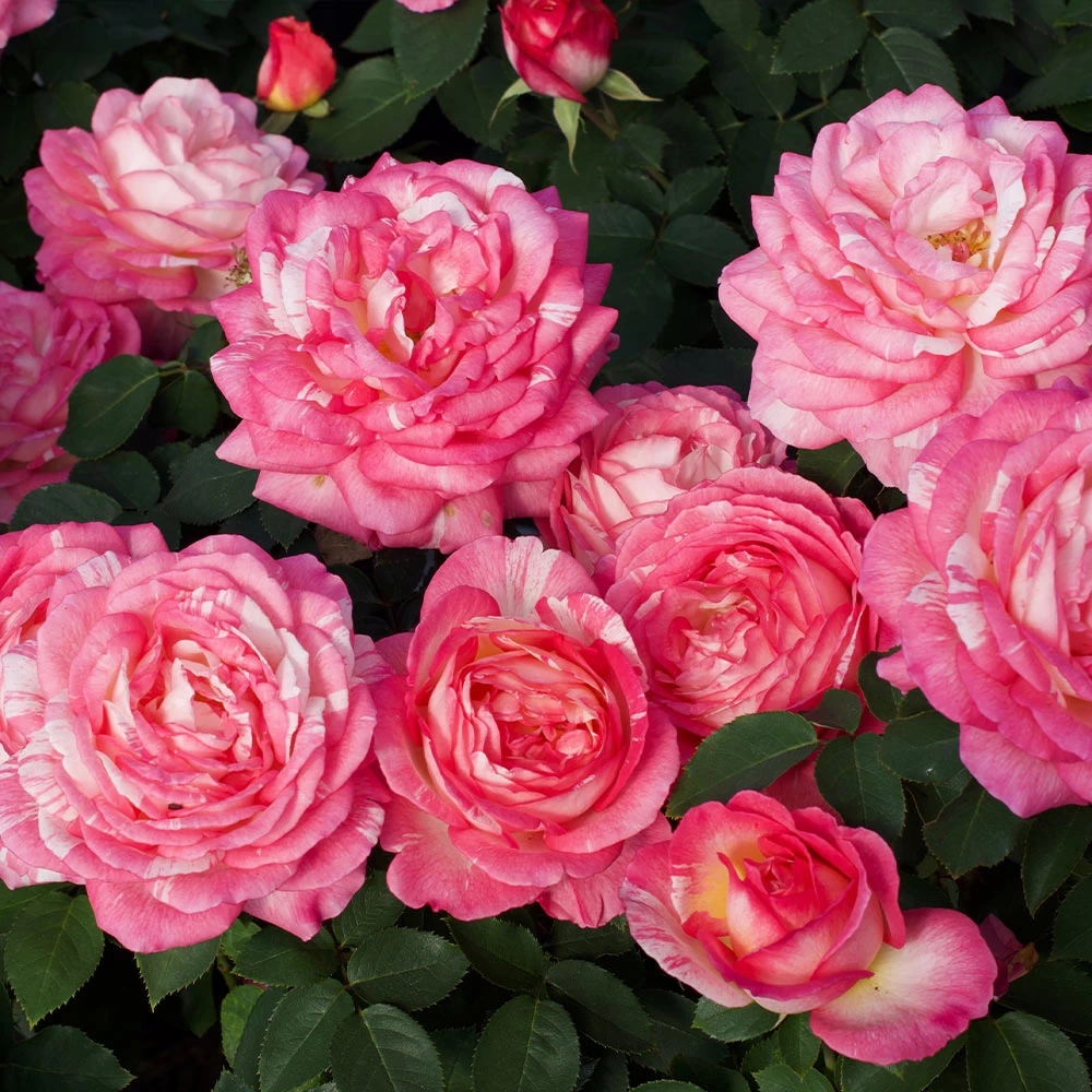 Marc Chagallâ„¢ Rose Tree - Image 3