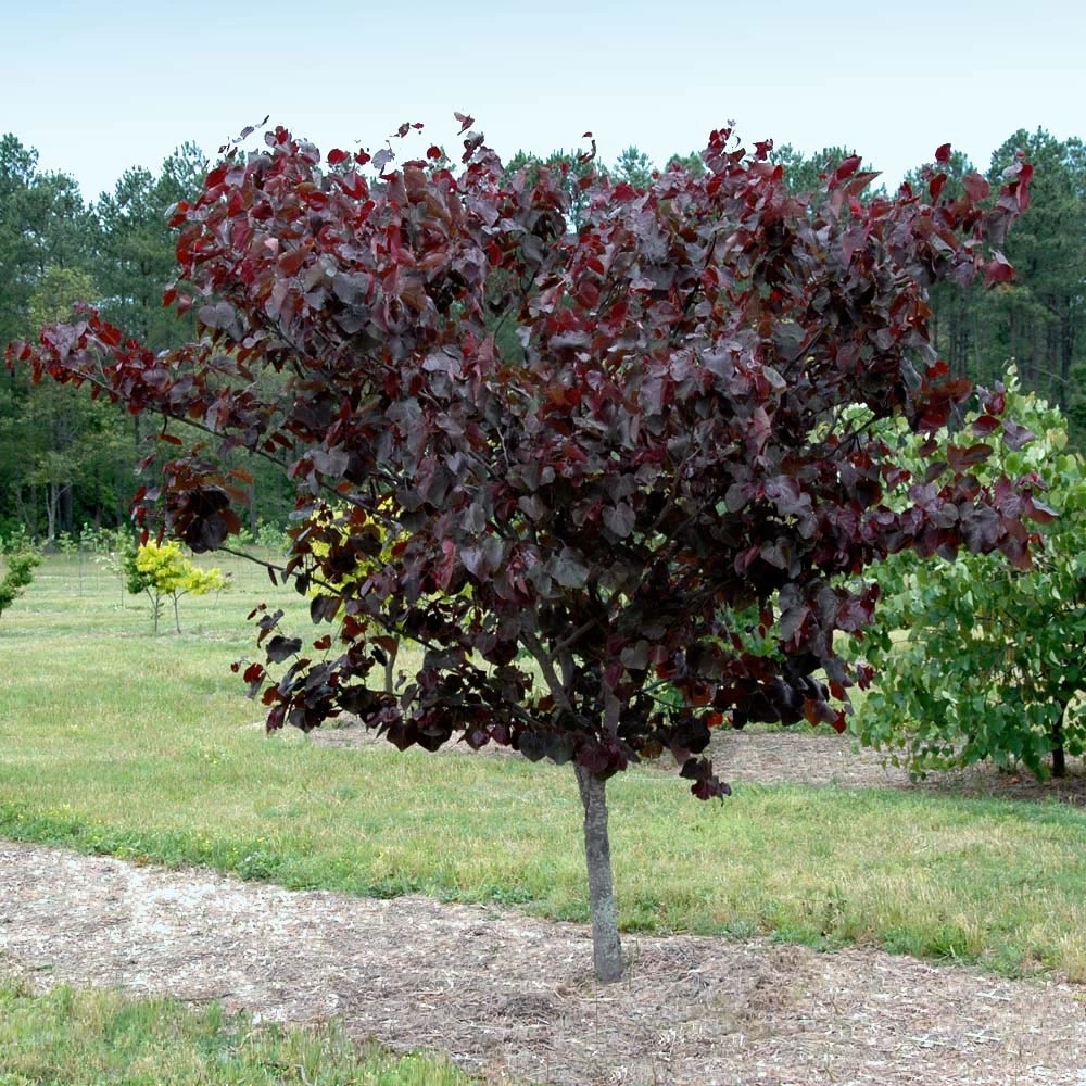 Merlot Redbud Tree - Image 2