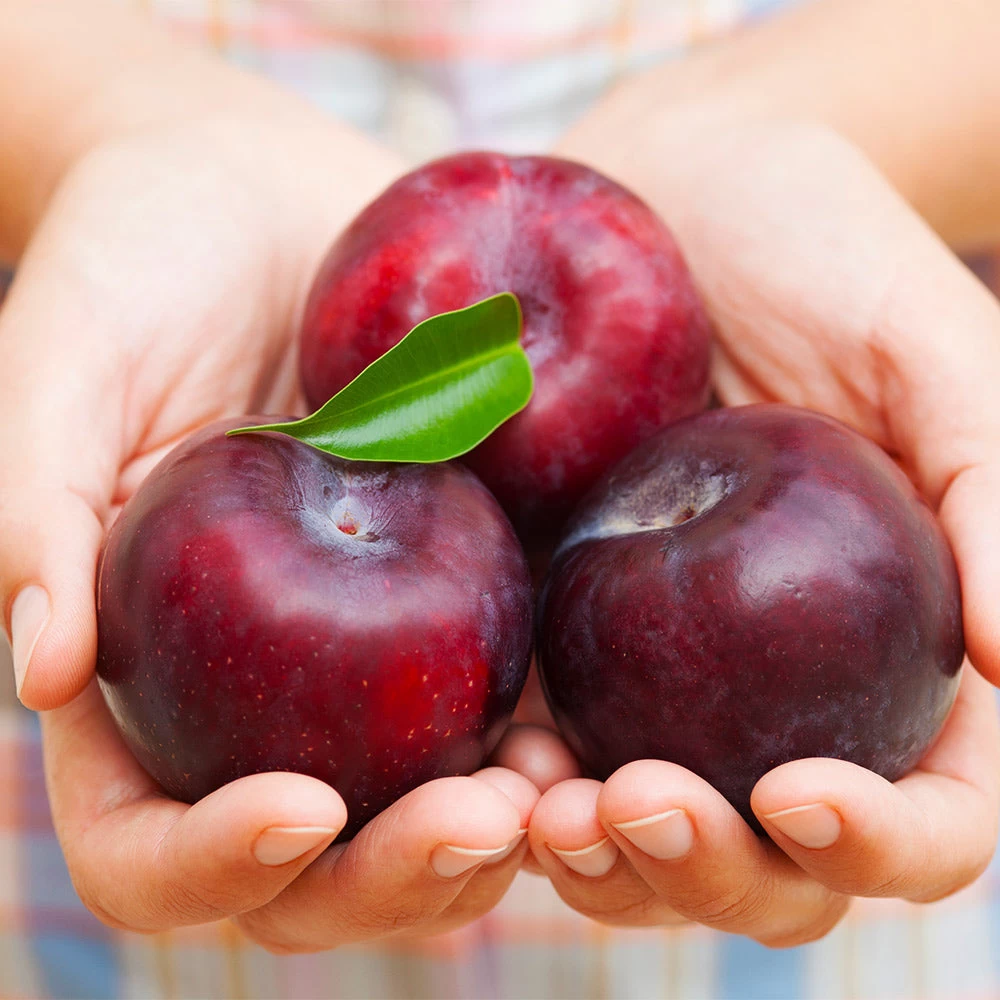 Methley Plum Tree - Image 3