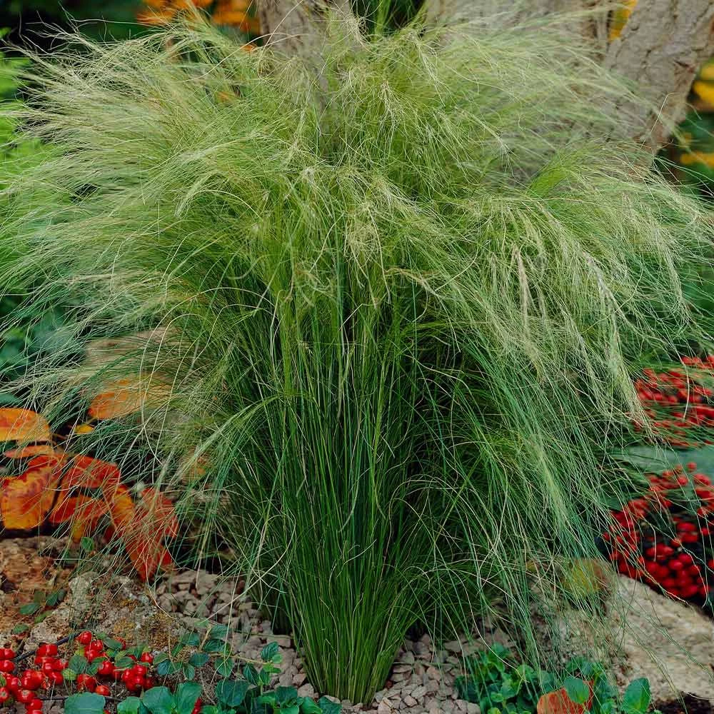 Mexican Feather Grass - Image 4