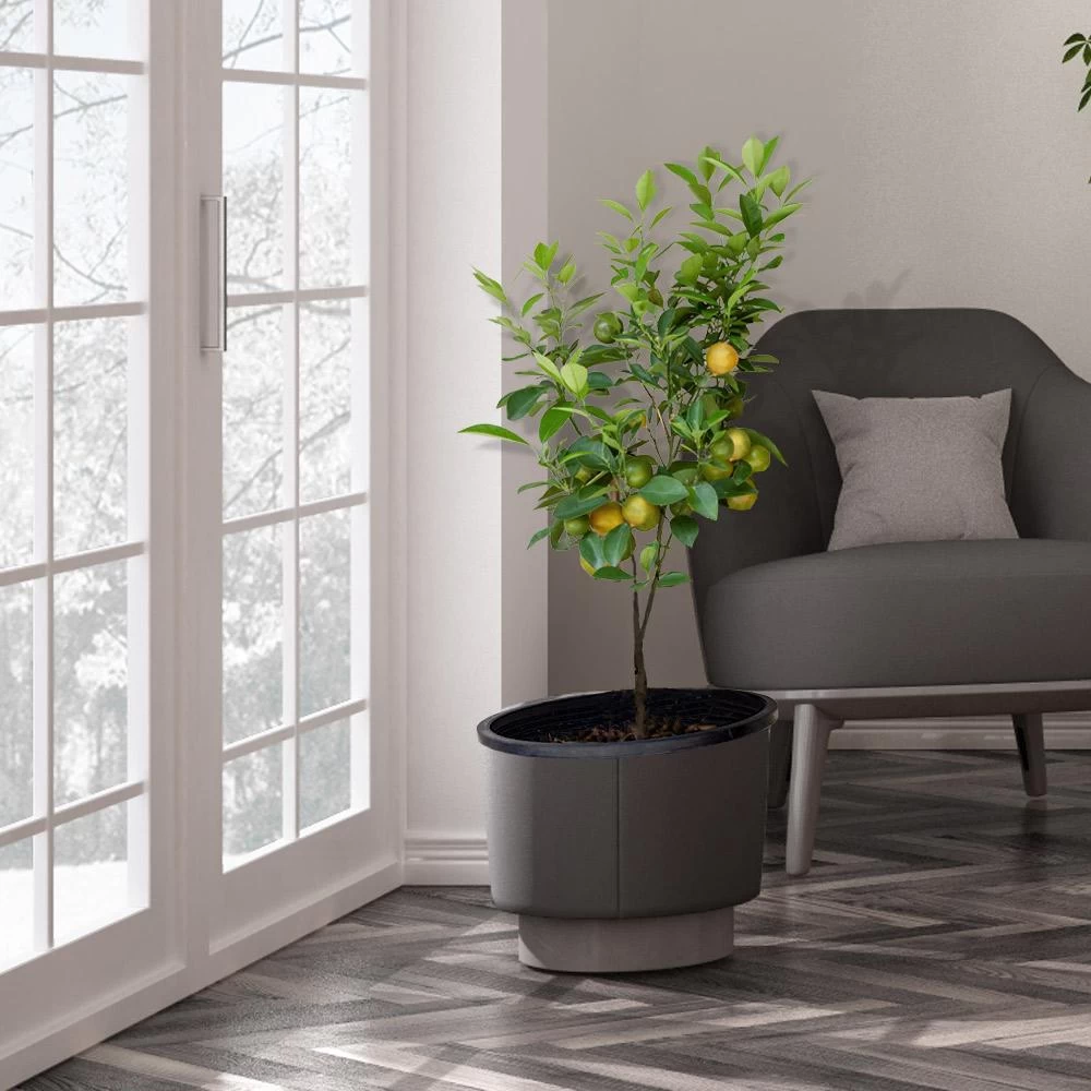 Meyer Lemon Tree - USDA Organic - Image 4