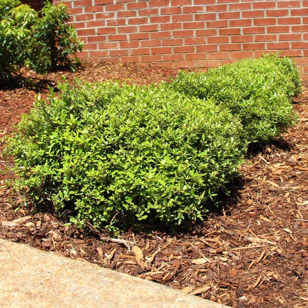 Micron® Holly Shrub - Image 2