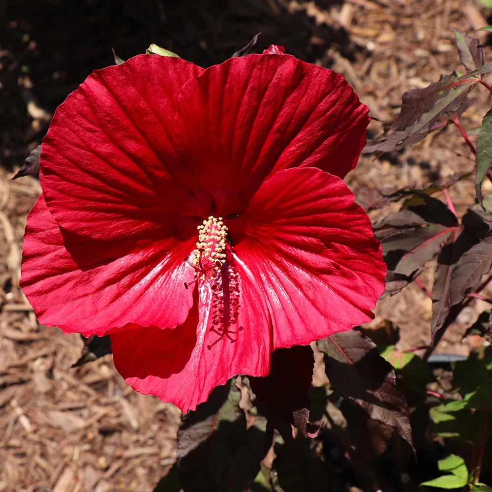 Midnight Marvel Hardy Hibiscus - Image 3