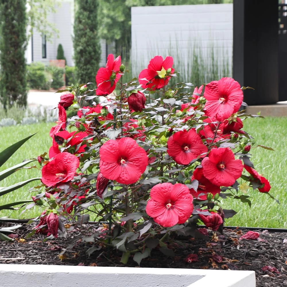 Midnight Marvel Hardy Hibiscus - Image 2