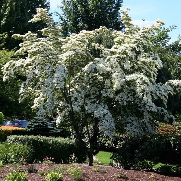 Milky Way Chinese Dogwood Tree