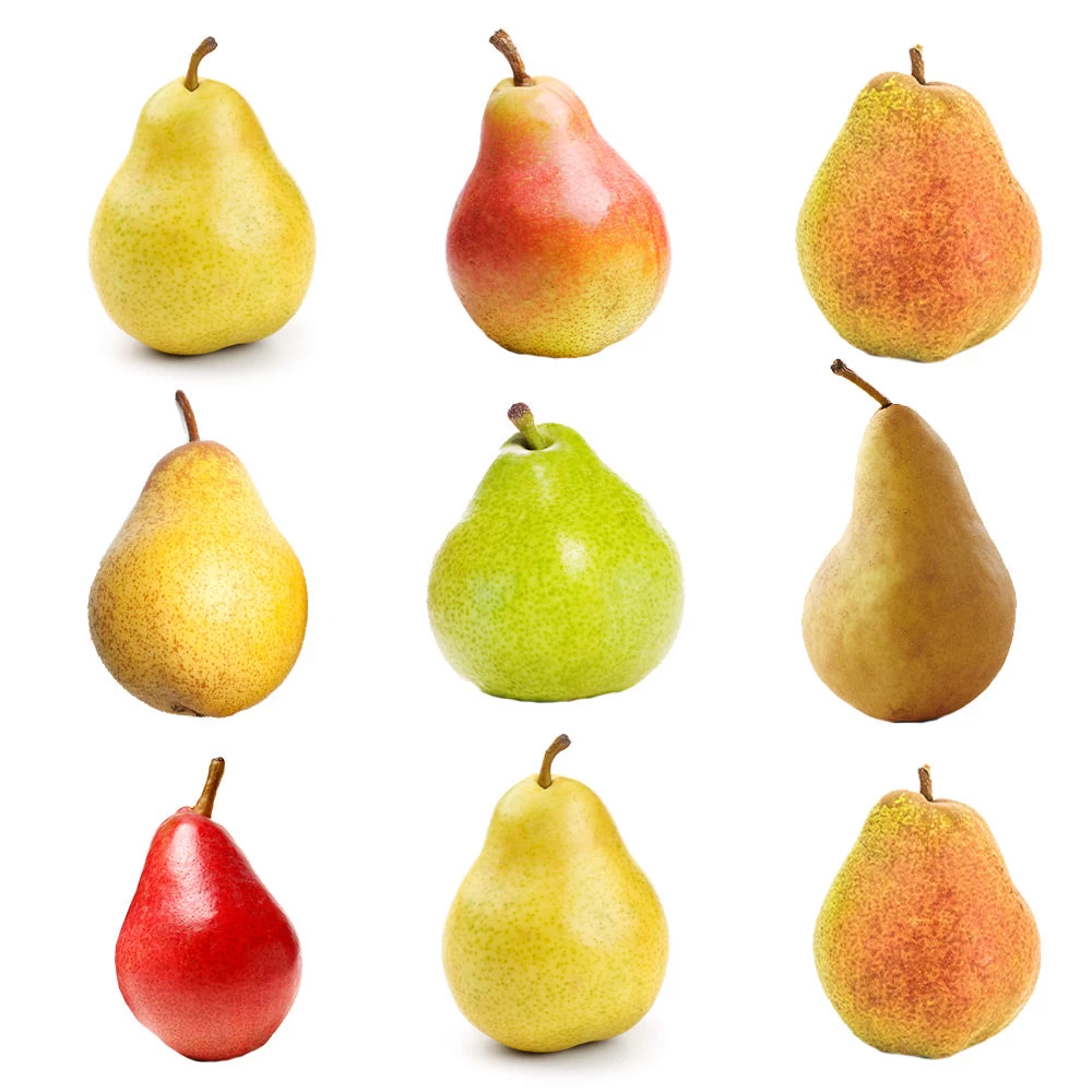 5-in-1 Pear Tree - Image 2