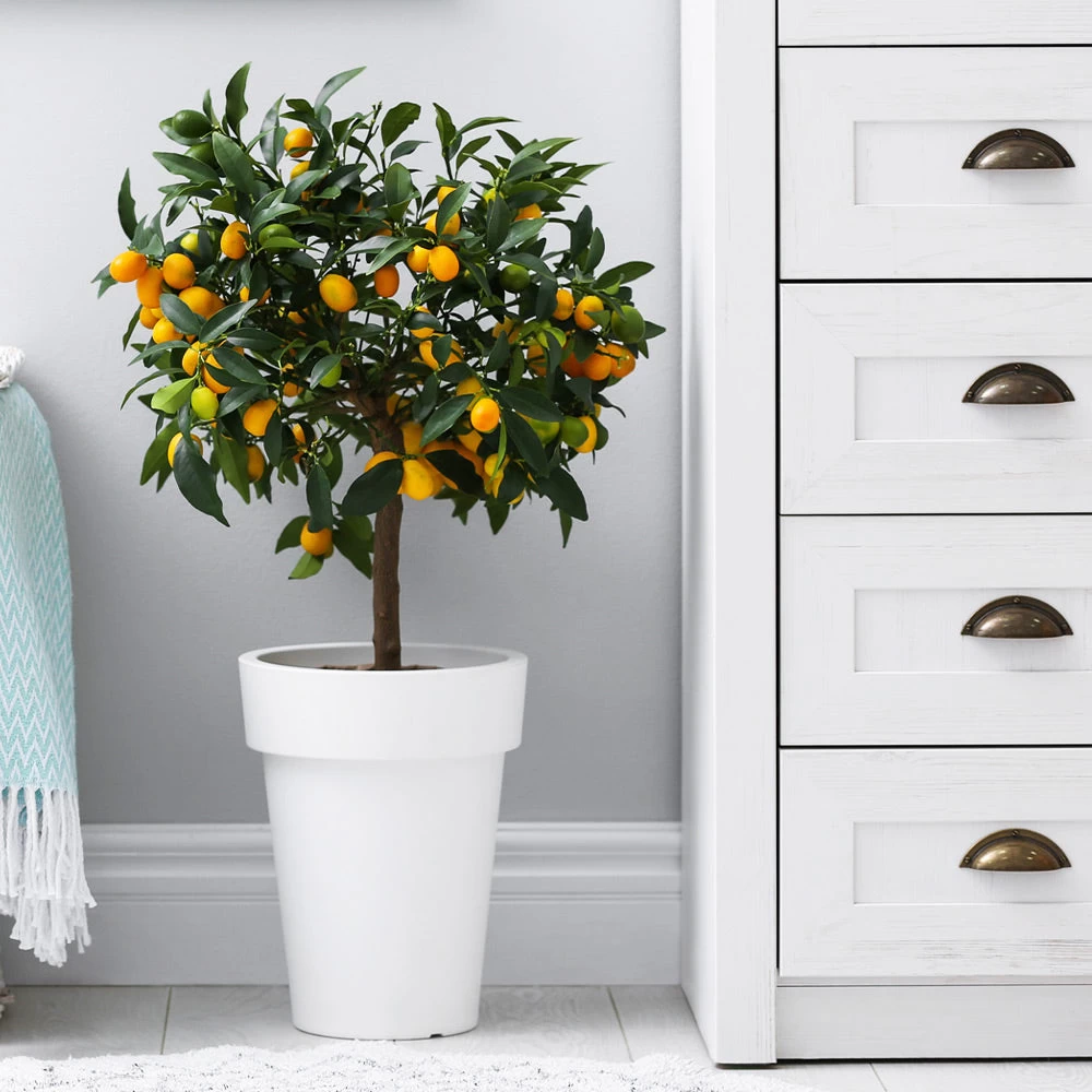 Nagami Kumquat Tree - Image 4