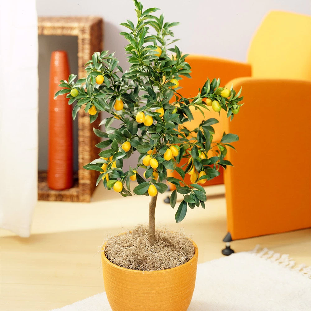 Nagami Kumquat Tree - Image 2