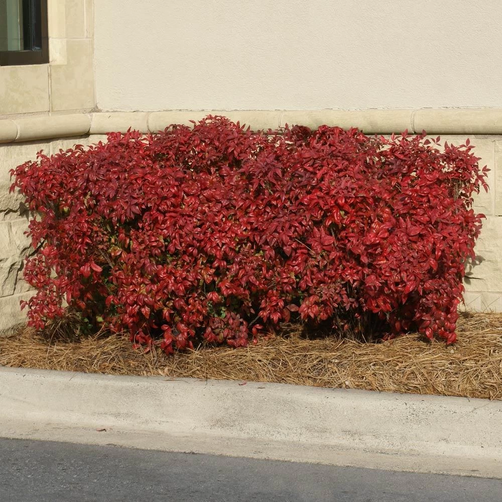 Obsession™ Nandina Shrub - Image 4