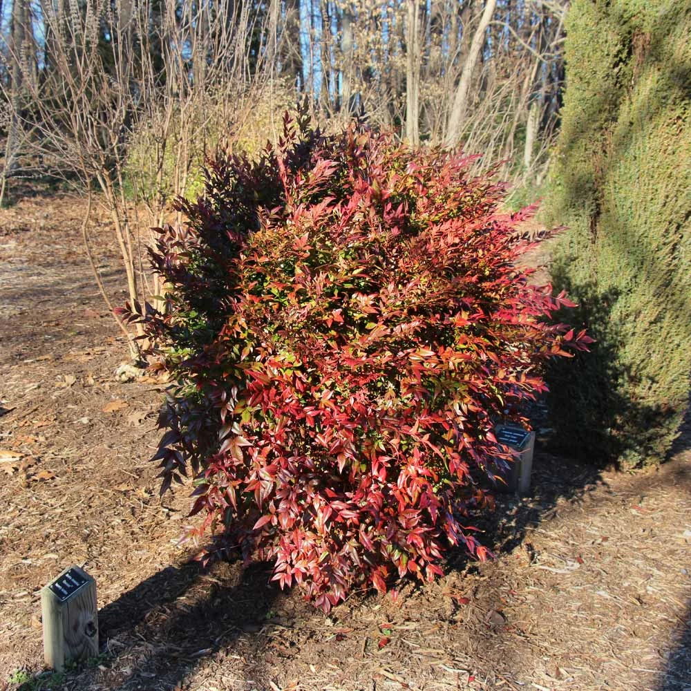 Obsession™ Nandina Shrub - Image 5