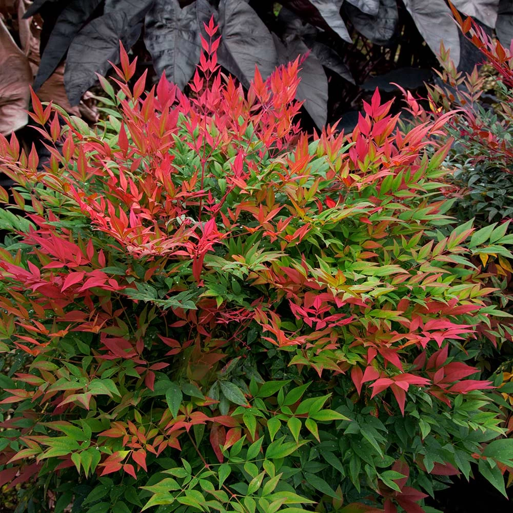Obsession™ Nandina Shrub - Image 2