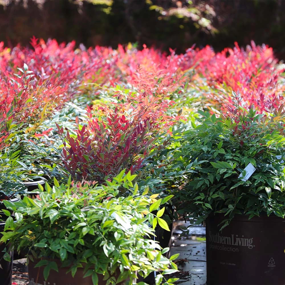 Obsession™ Nandina Shrub - Image 8