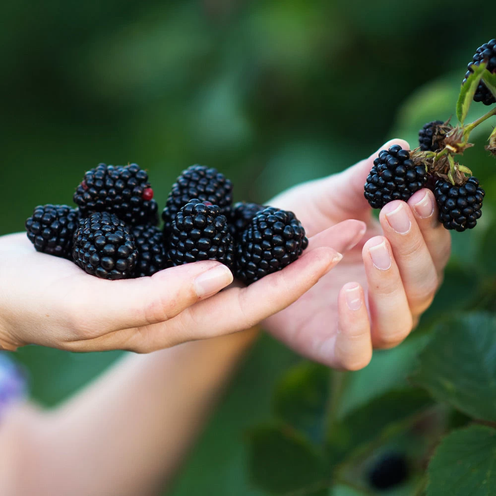 Navaho Blackberry - Image 2