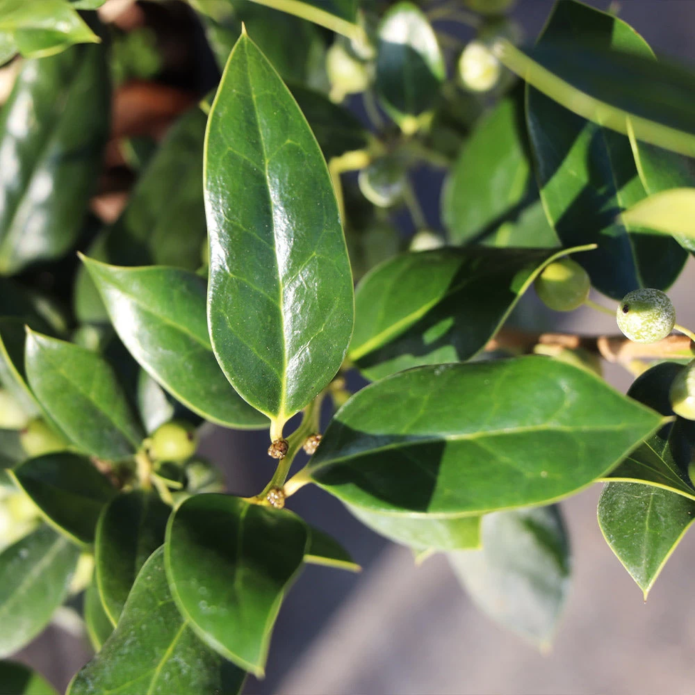 Needlepoint Holly - Image 3