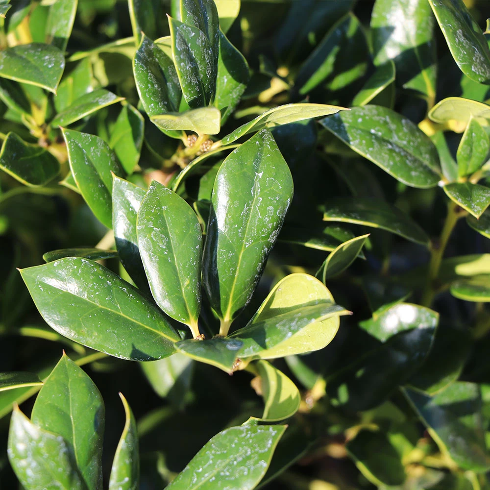 Needlepoint Holly - Image 4