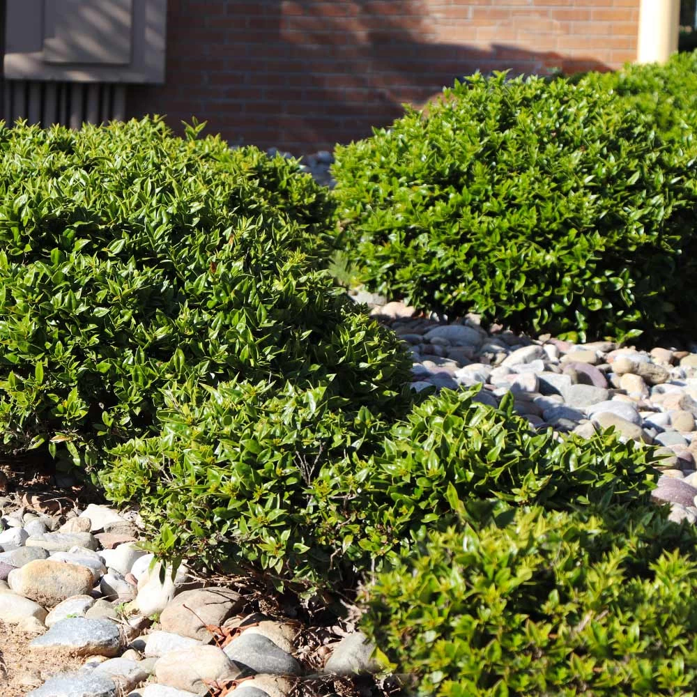 Needlepoint Holly - Image 5