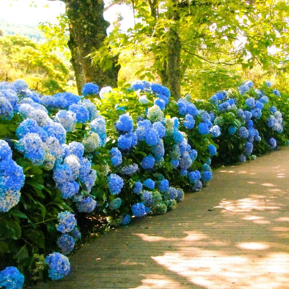 Nikko Blue Hydrangea - Image 3