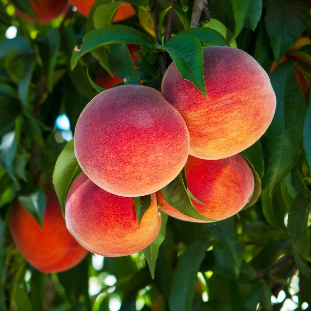 O'Henry Peach Tree - Image 2