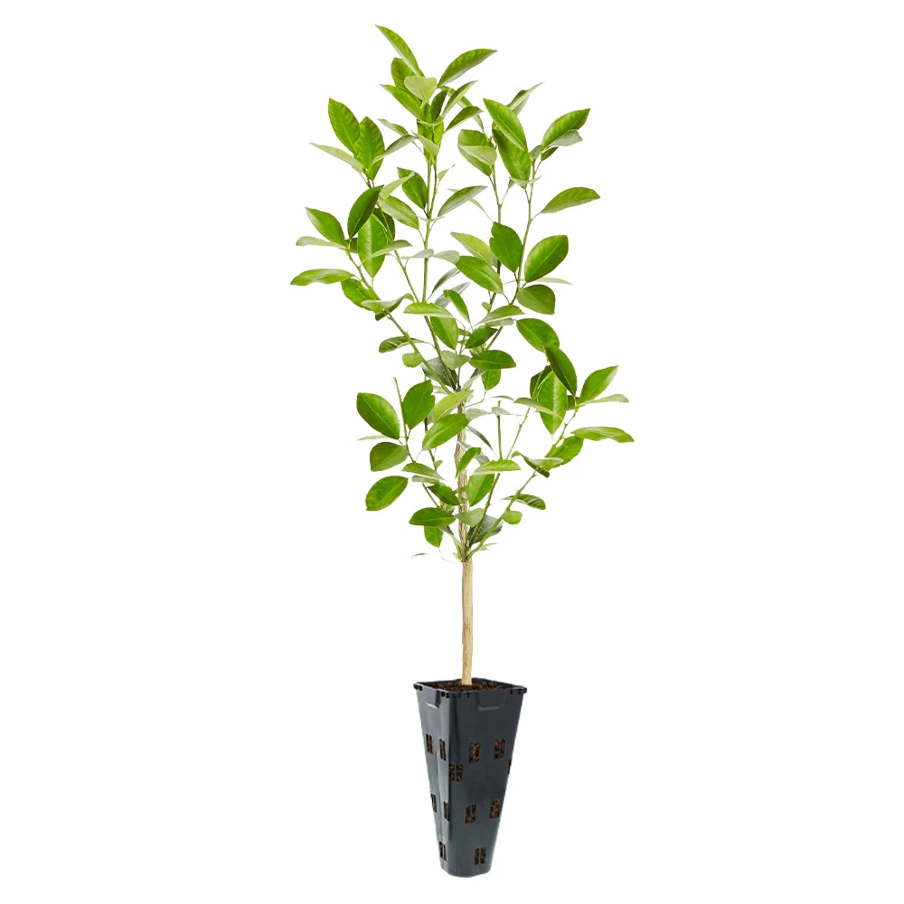 Calamondin Tree - Image 5