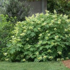 Oakleaf Hydrangea Shrub