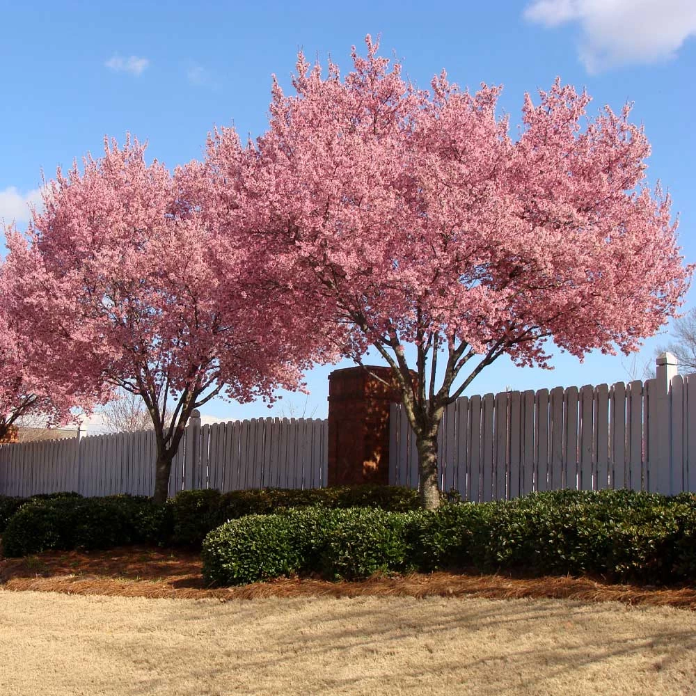 Okame Cherry Tree - Image 5