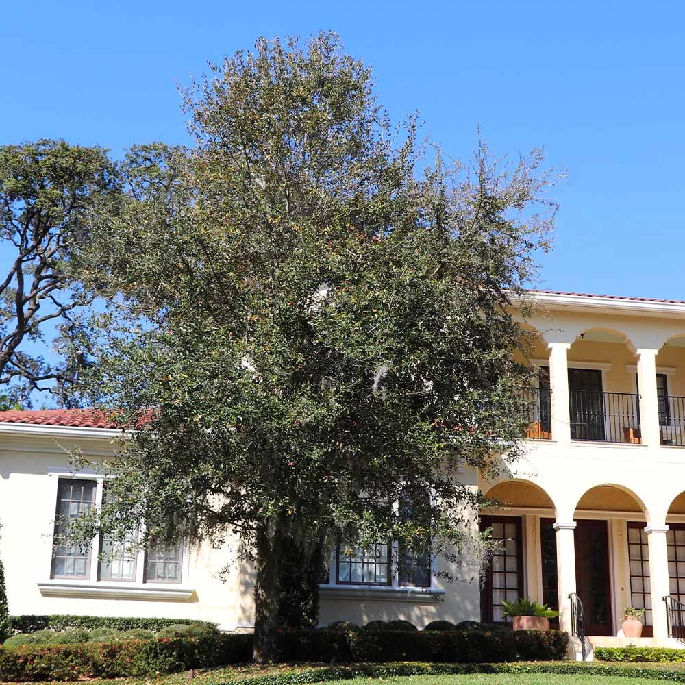 Oliana Olive Tree - Image 3