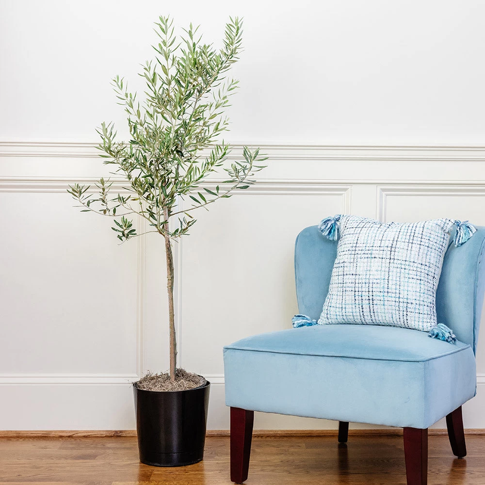 Oliana Olive Tree - Image 2