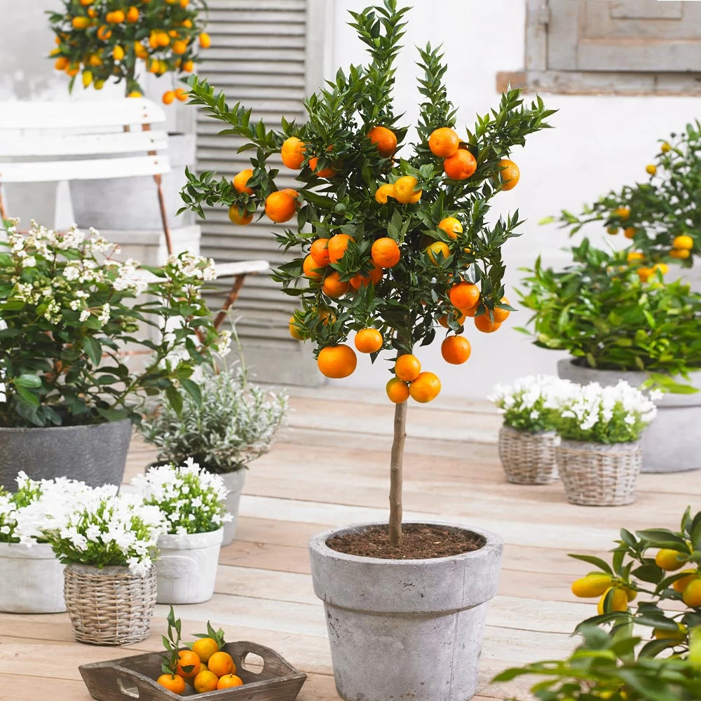 Owari Satsuma Mandarin Tree - Image 2