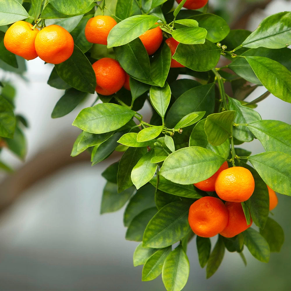 Owari Satsuma Mandarin Tree - USDA Organic - Image 3