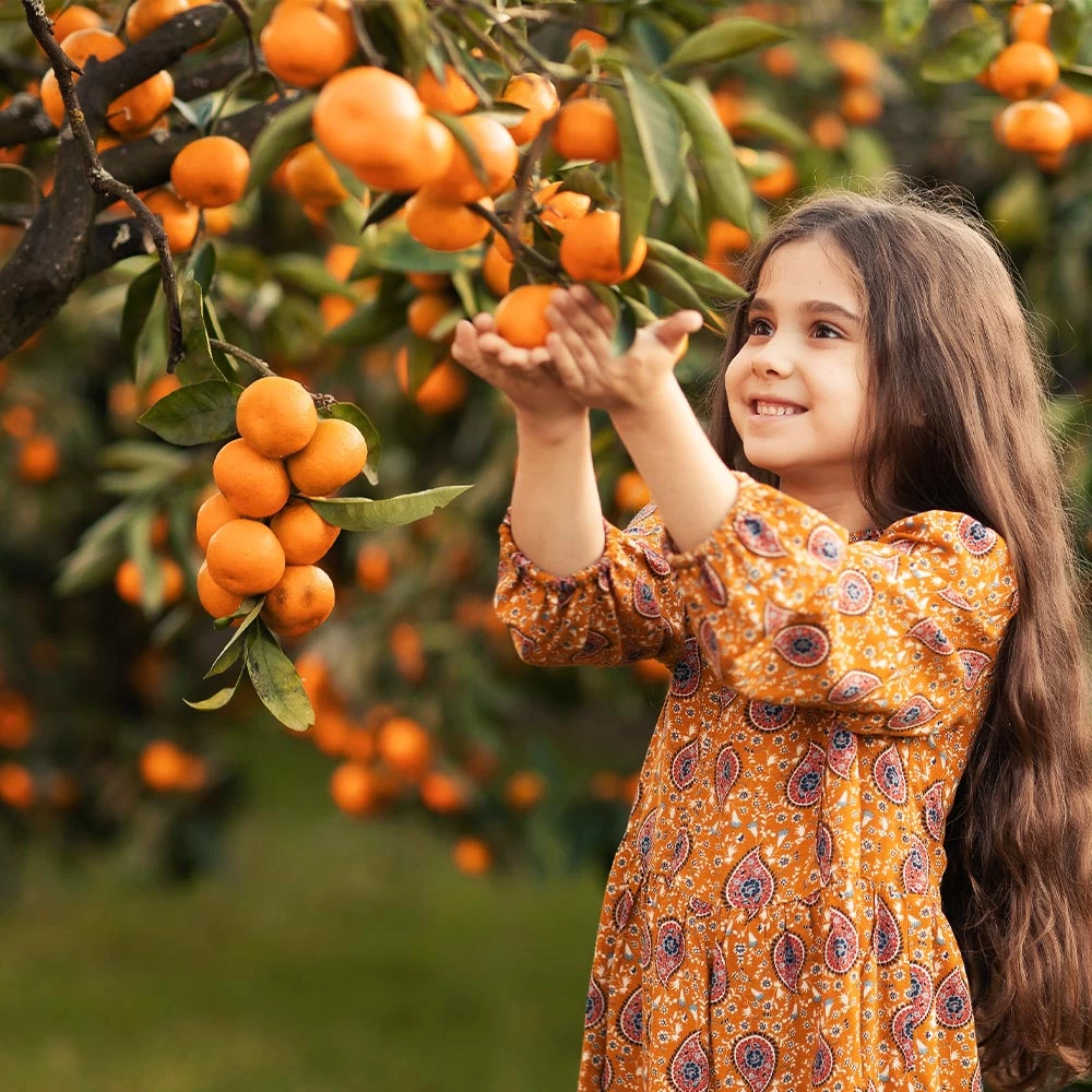 Page Mandarin Tree - Image 2