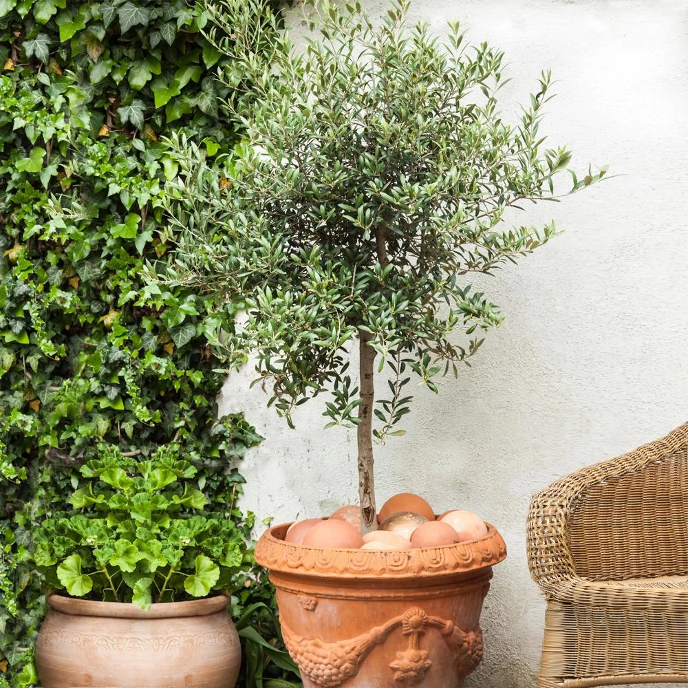 Pendolino Olive Tree - Image 2