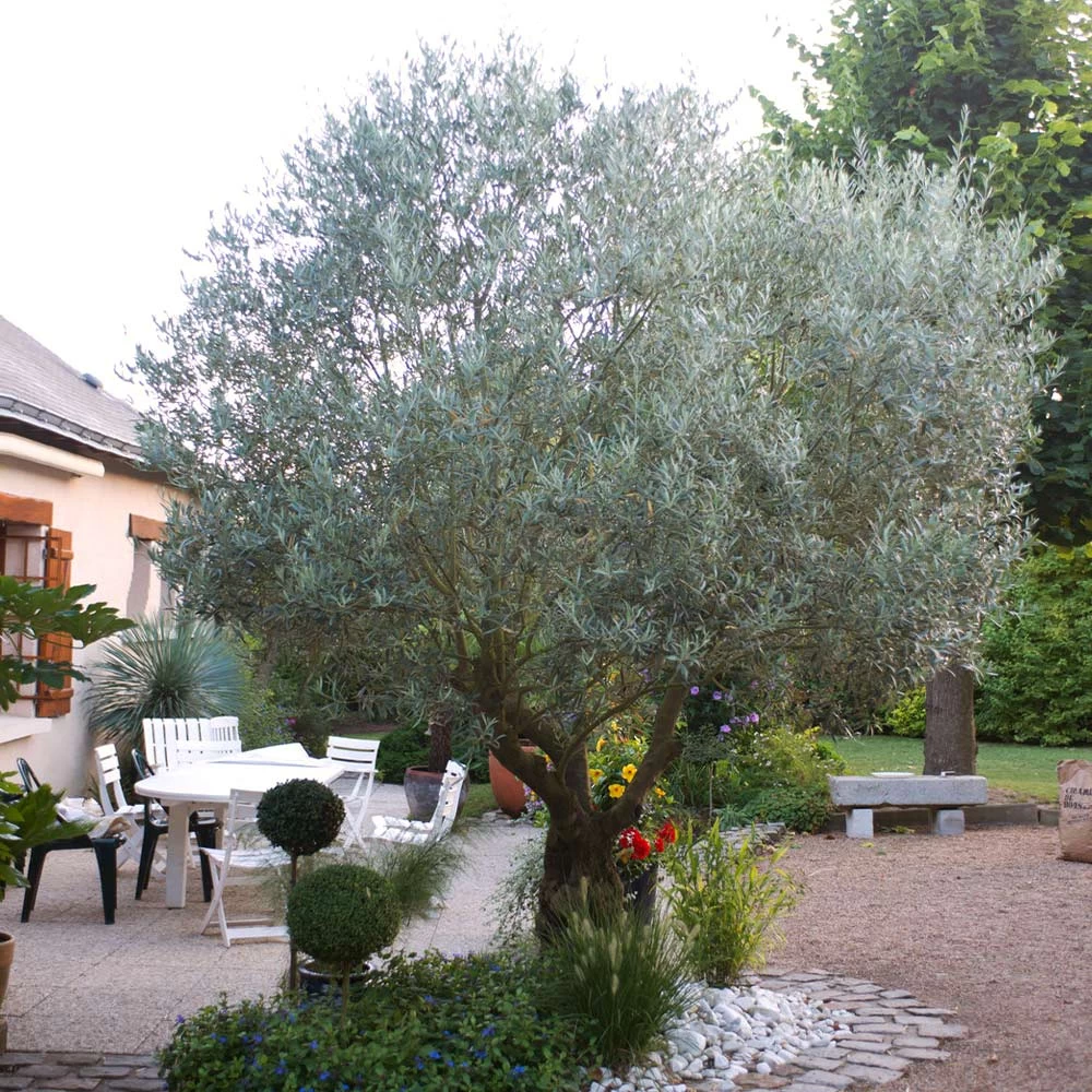 Pendolino Olive Tree - Image 5