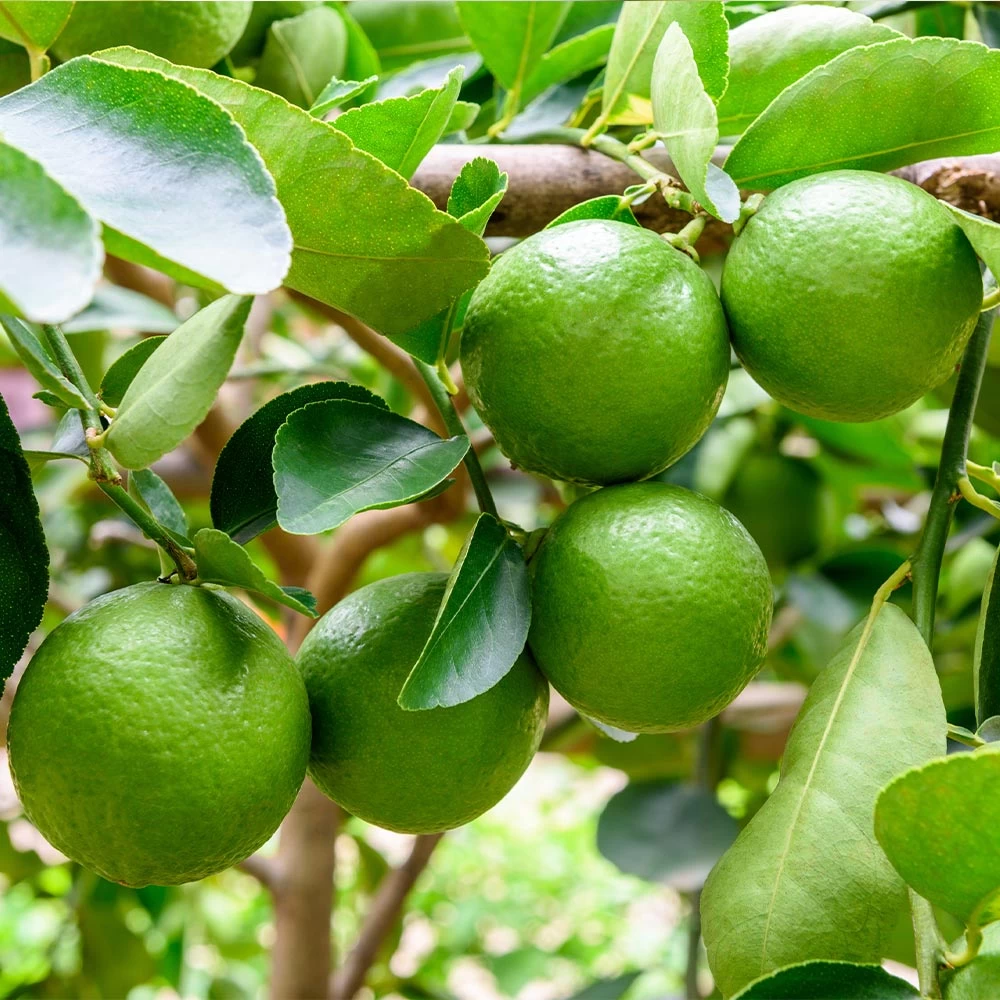 Persian 'Bearss' Lime Tree - USDA Organic - Image 3