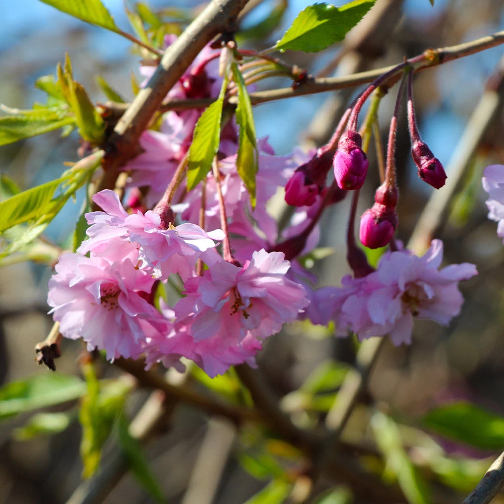 Pink Weeping Cherry Tree - Image 5