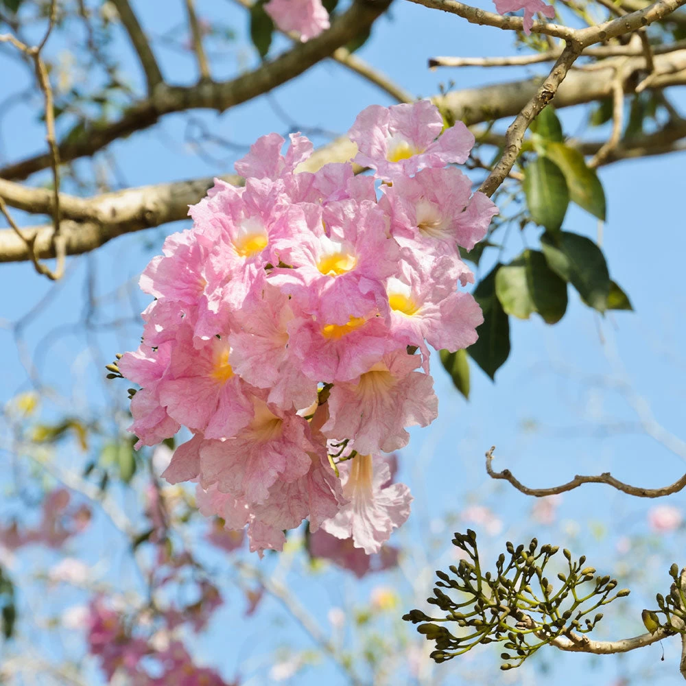 Pink Trumpet Tree - Image 3