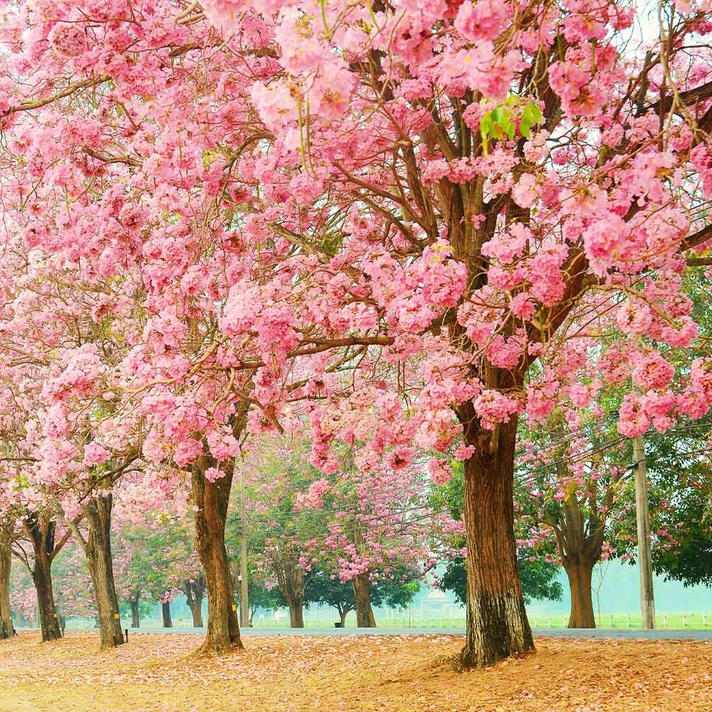 Pink Trumpet Tree - Image 2