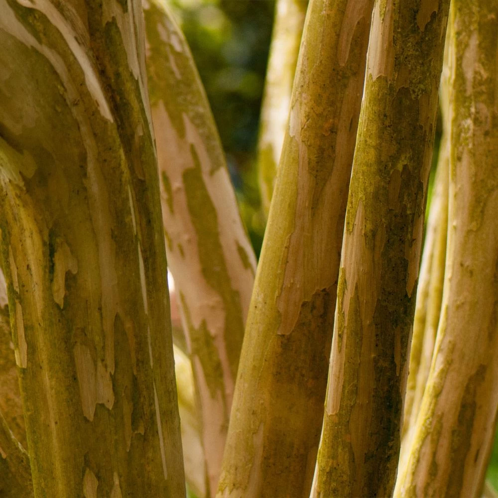 Pink Velour Crape Myrtle - Image 7