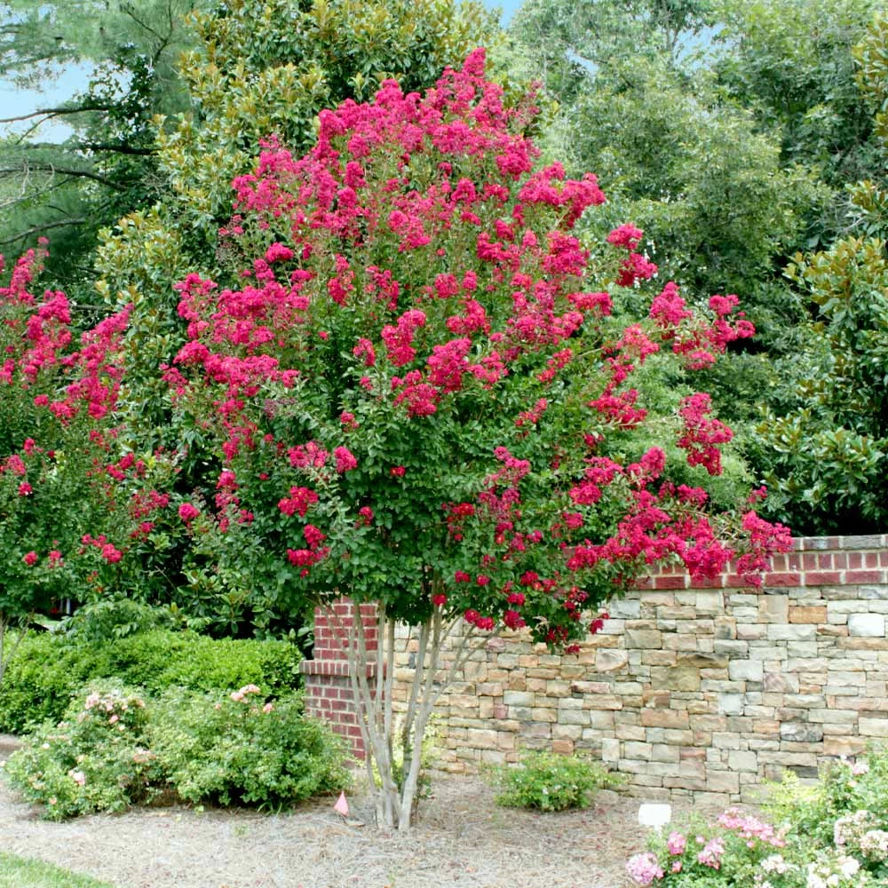 Pink Velour Crape Myrtle - Image 5