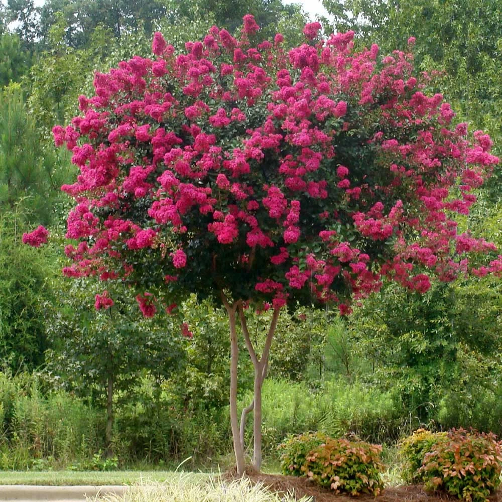 Pink Velour Crape Myrtle - Image 3
