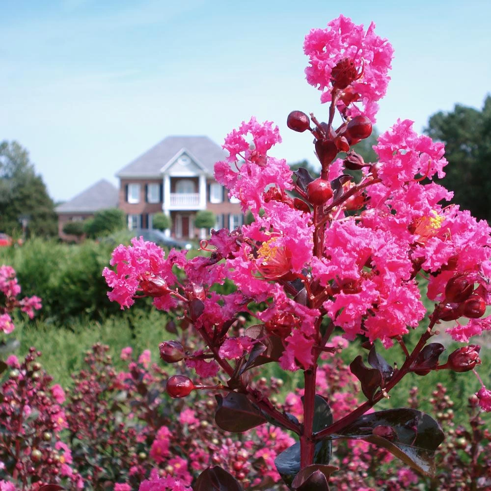 Pink Velour Crape Myrtle - Image 4