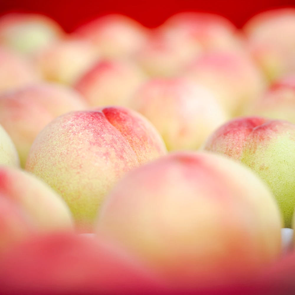 Polly Peach Tree - Image 3