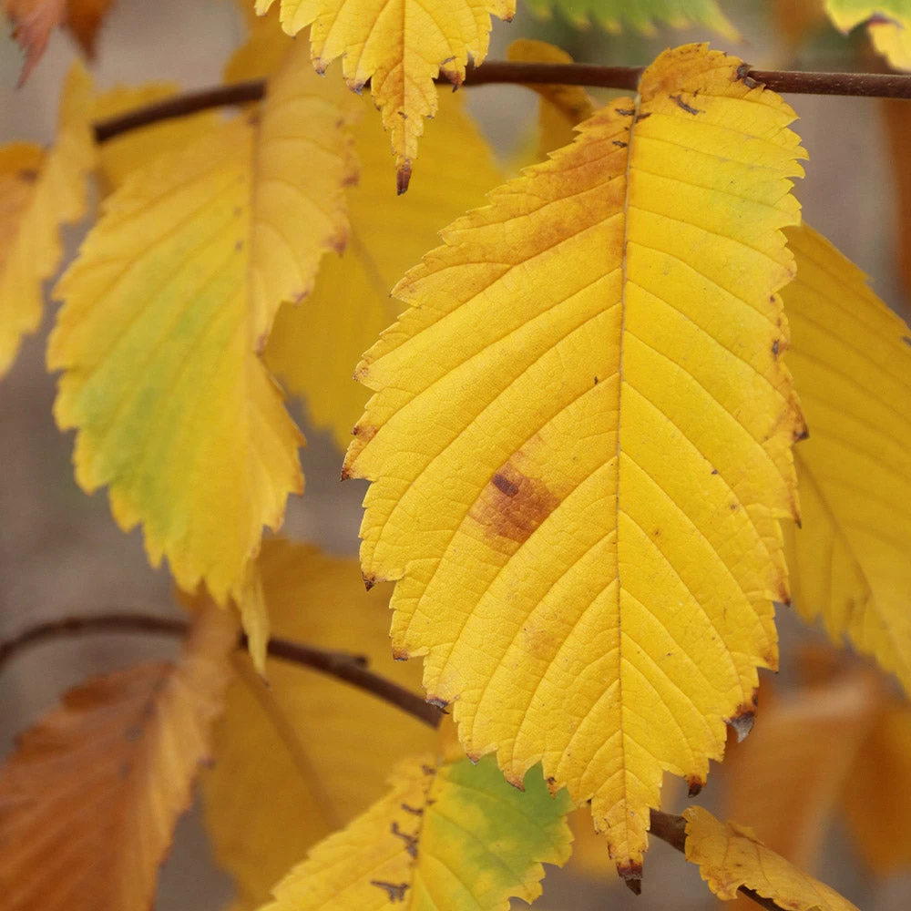 Prairie Expedition® Elm Tree - Image 4