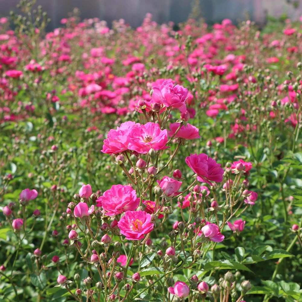 Pretty Polly® Pink Rose - Image 3