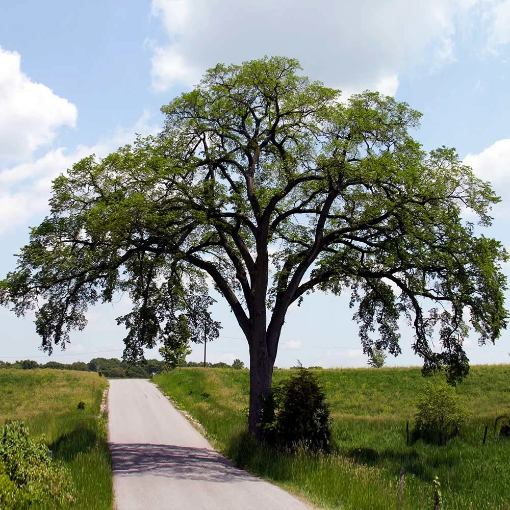 Princeton American Elm Tree - Image 2