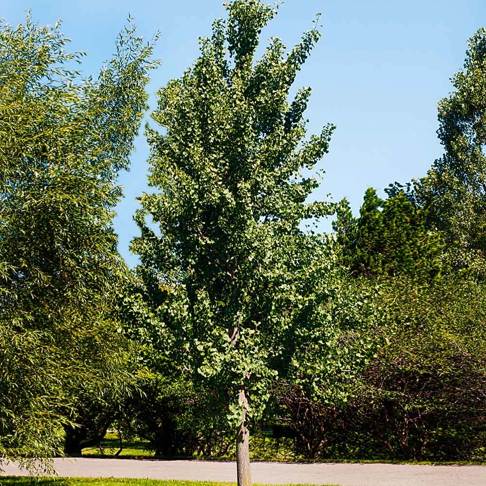 Princeton Sentry™ Columnar Ginkgo Tree - Image 3