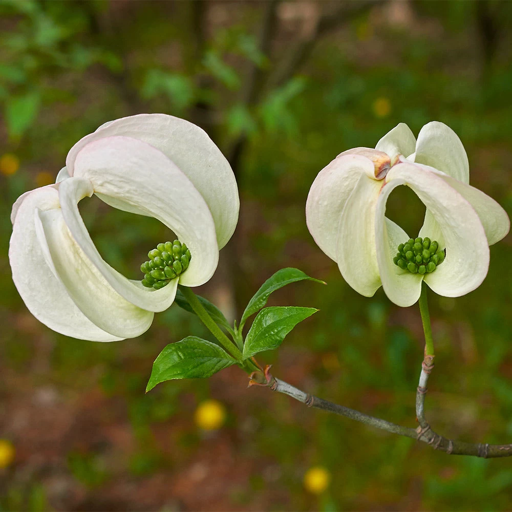 Mexican Flowering Dogwood Tree - Image 2