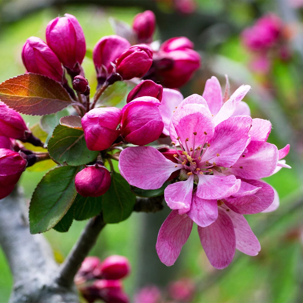 Profusion Crabapple Tree - Image 3