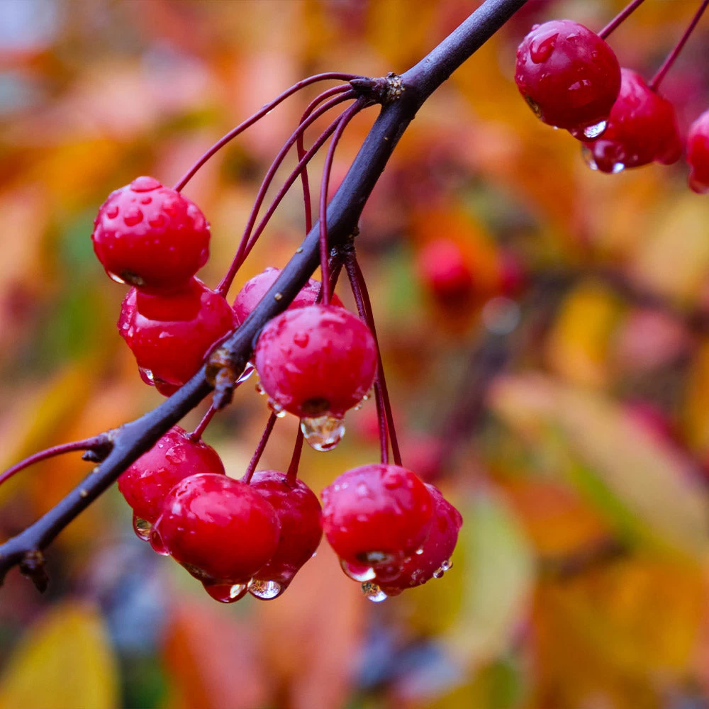 Profusion Crabapple Tree - Image 4