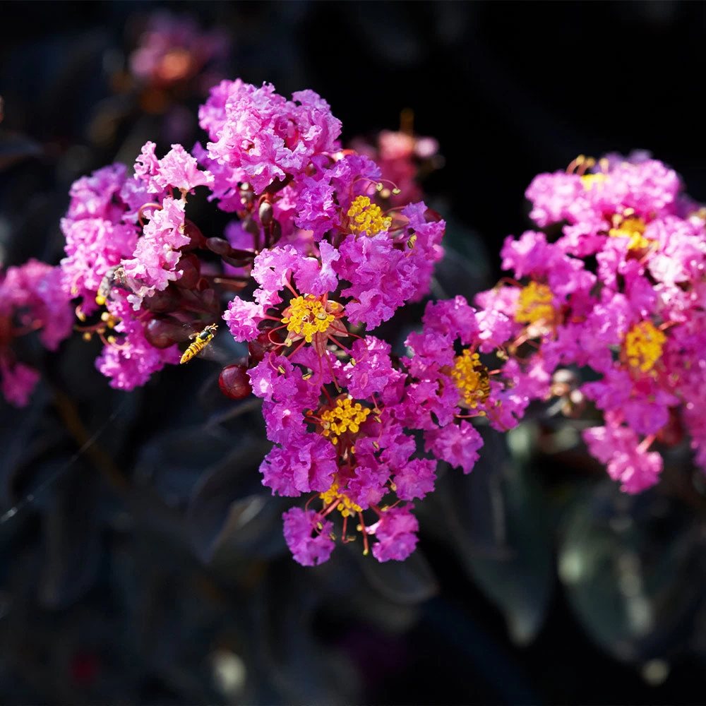 Black Diamond® Crape Myrtle - Purely Purple™ - Image 3